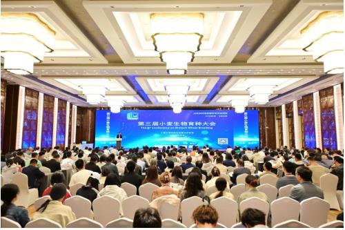 守护“中国粮仓” 第三届小麦育种大会勾勒智能育种新图景